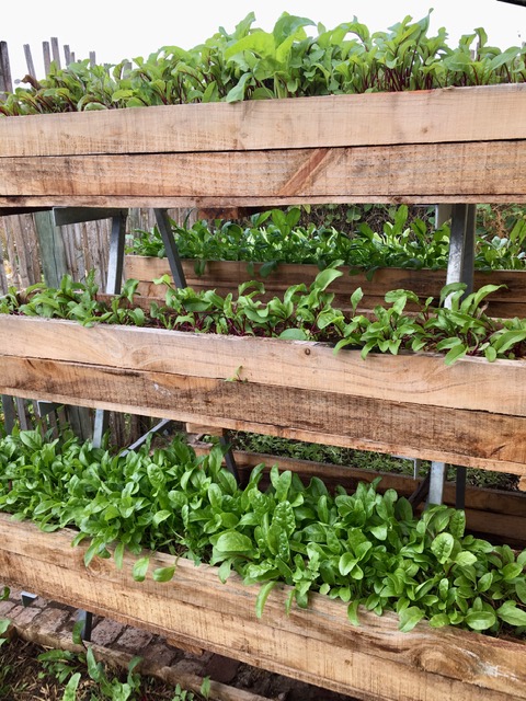 Growing food in boxes